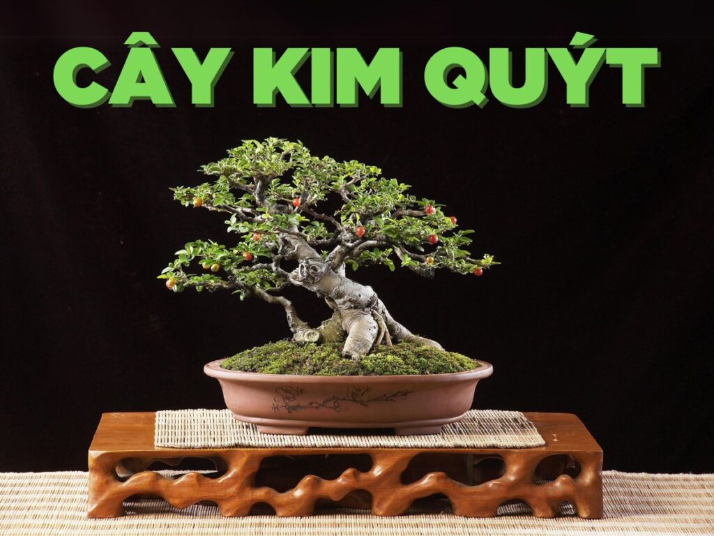 Cây Kim Quýt - Bí quyết trồng và chăm sóc Kim Quýt bonsai