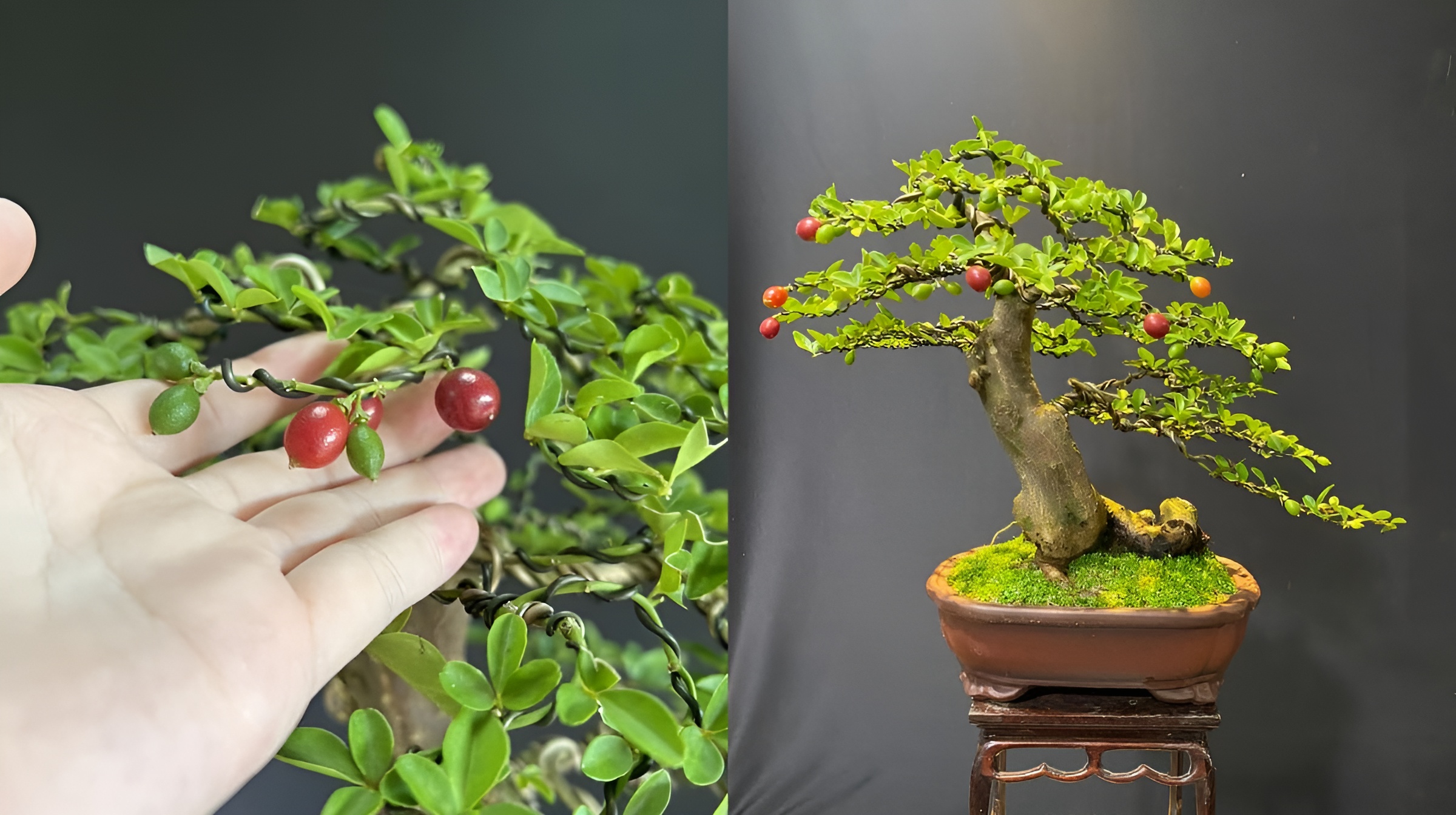 Cây Kim Quýt - Bí quyết trồng và chăm sóc Kim Quýt bonsai