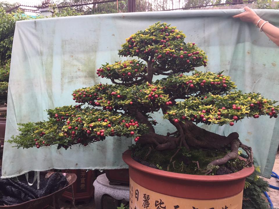 Cây Kim Quýt Bonsai đủ các dáng thế: giá bán, ý nghĩa, cách ...